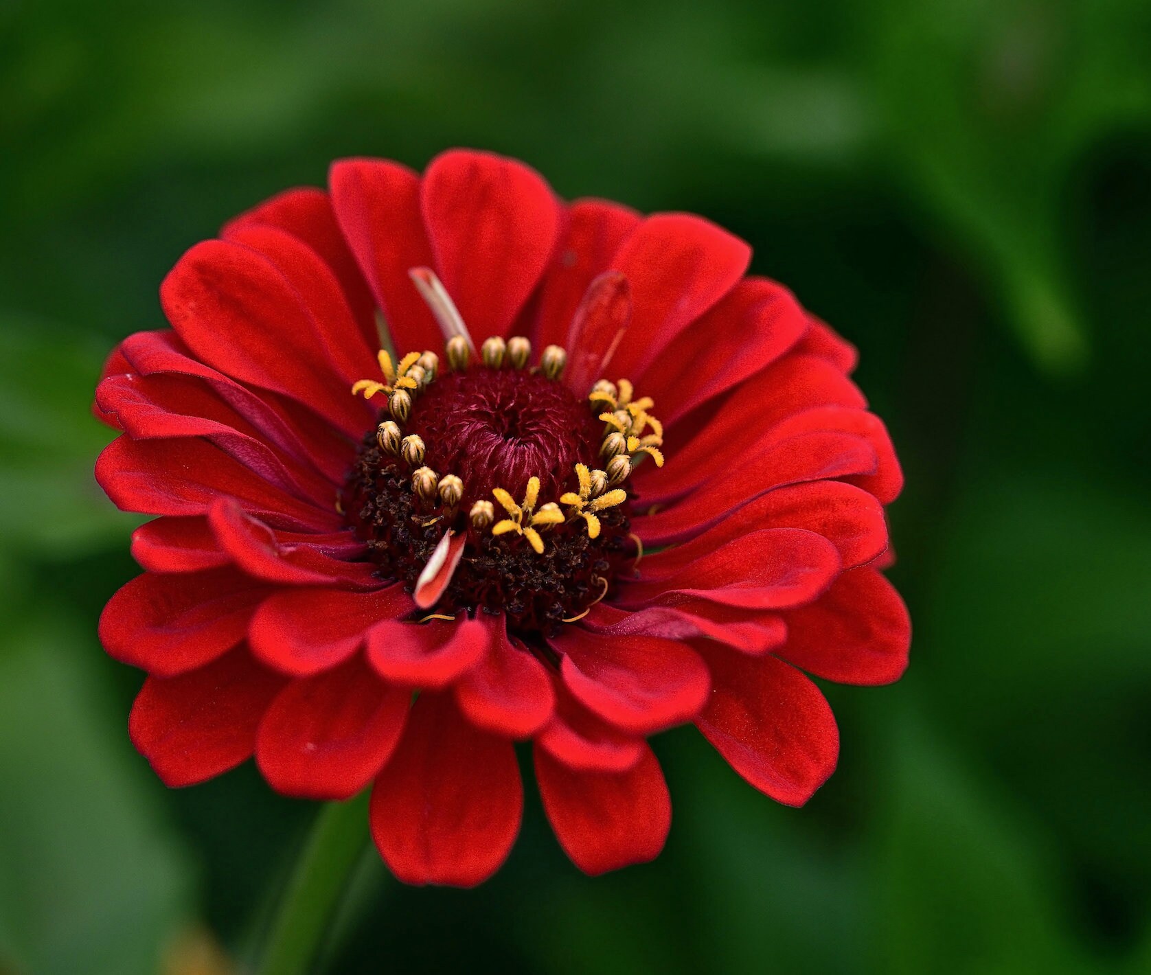 Meteor Zinnia Seeds Burgundy Red Zinnias SemiDouble & Etsy