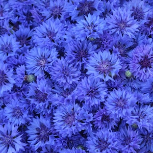 May include: A close-up image of a bouquet of blue cornflowers. The flowers are tightly packed together, creating a beautiful and vibrant display.