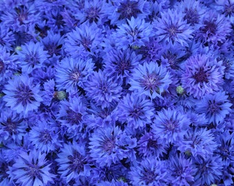 Florist Blue Boy Cornflower Seeds, 100 Count, Tall Bachelor Button Flowers