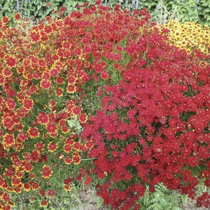 May include: A vibrant flower bed with a mix of red and yellow flowers. The flowers are in full bloom and create a beautiful display of color.