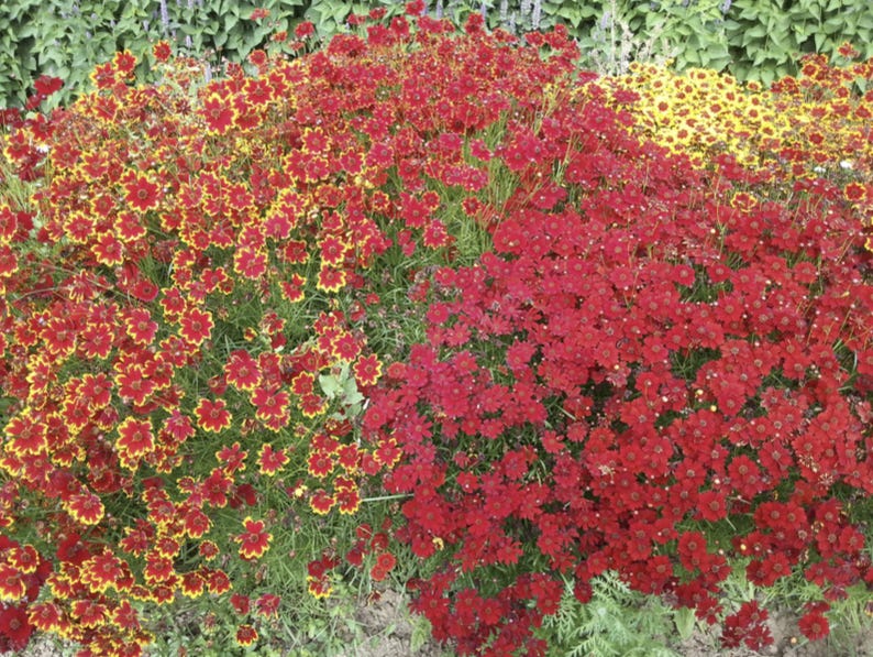 May include: A vibrant flower bed with a mix of red and yellow flowers. The flowers are in full bloom and create a beautiful display of color.
