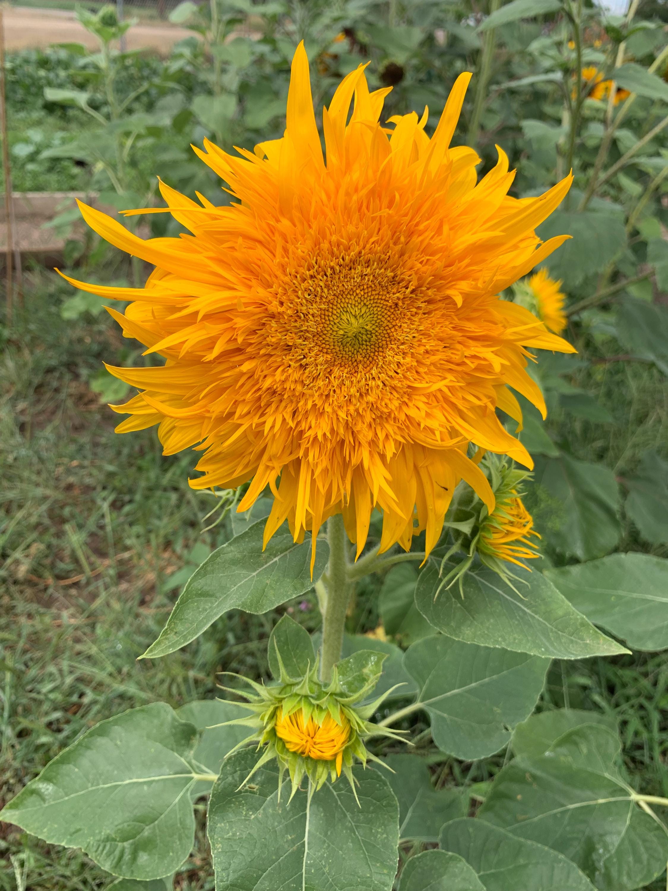 Just Crazy Sunflower Seeds, 25 Count, Dwarf Branching Variety - Etsy