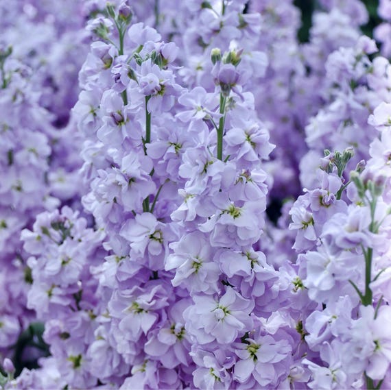 Katz Lavender Blue Stock Flower Seeds, 40 Count - Etsy