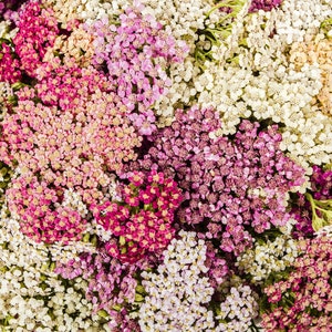 Yarrow Seeds, Pastels Mix // Open Pollinated, Non-GMO, Achillea millefolium