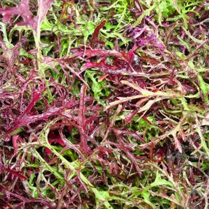 Organic Mizuna Red Streaks Mustard Seeds // Organic, Heirloom, Non GMO, Brassica rapa subsp. niposinica