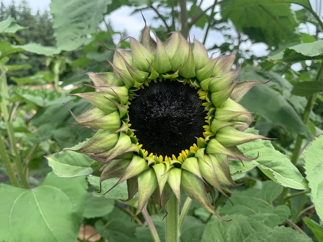 Sunfill™ Purple Sunflower Seeds, Single Stem Cut Flowers, 30 Seeds