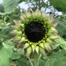 see more listings in the Flowers - Sunflowers section