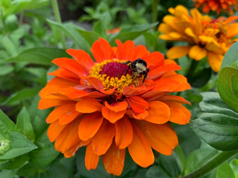 SilverlakeSeedCo Zinnia Seeds