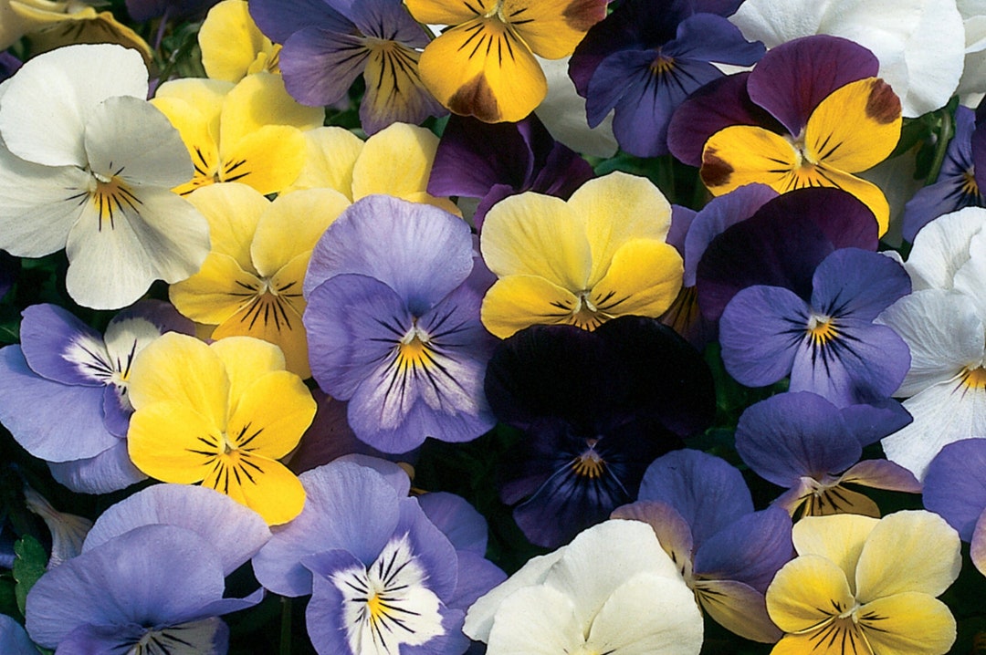 Viola Sorbet Mix Seeds, Formula 1 Mix, Violas, Mixed Colors, 25 Seeds