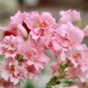Madame Butterfly Pink F1 Snapdragon Seeds, 50 Flower Seeds // Open Pollinated, Non-GMO, antirrhinum majus