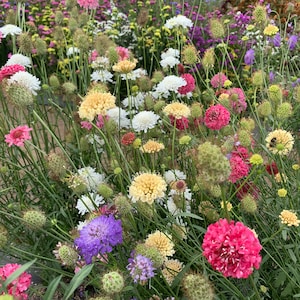 Scabiosa Imperial Mix Seeds, Pincushion Flower, Mourning Bride // Heirloom, Non GMO, Scabiosa atropurpurea