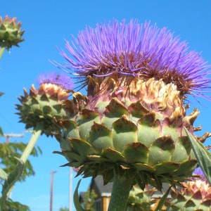Cardoon Seeds // Heirloom, Non GMO, Cynara cardunculus