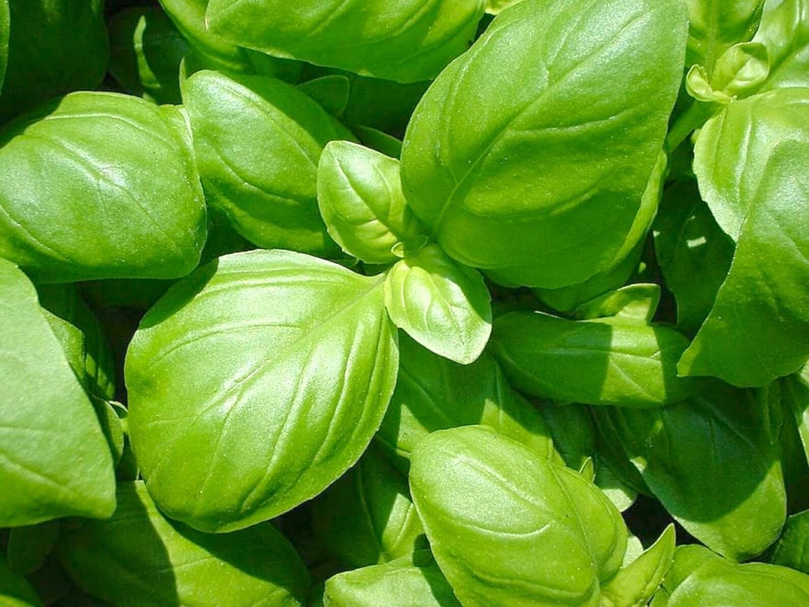 Italian Large Leaf Basil Seeds 650 Sweet Basil Seeds // Etsy