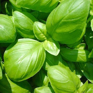 Organic Italian Large Leaf Basil Seeds, Sweet Basil Seeds // Organic, Heirloom, Non-GMO, Open Pollinated, Herb Garden, Ocimum basilicum