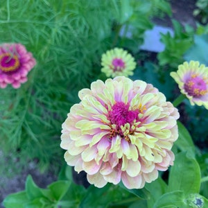Queeny Lime Blush Zinnia Seeds, Queen Lime Blush // Non-gmo, Zinnia ...