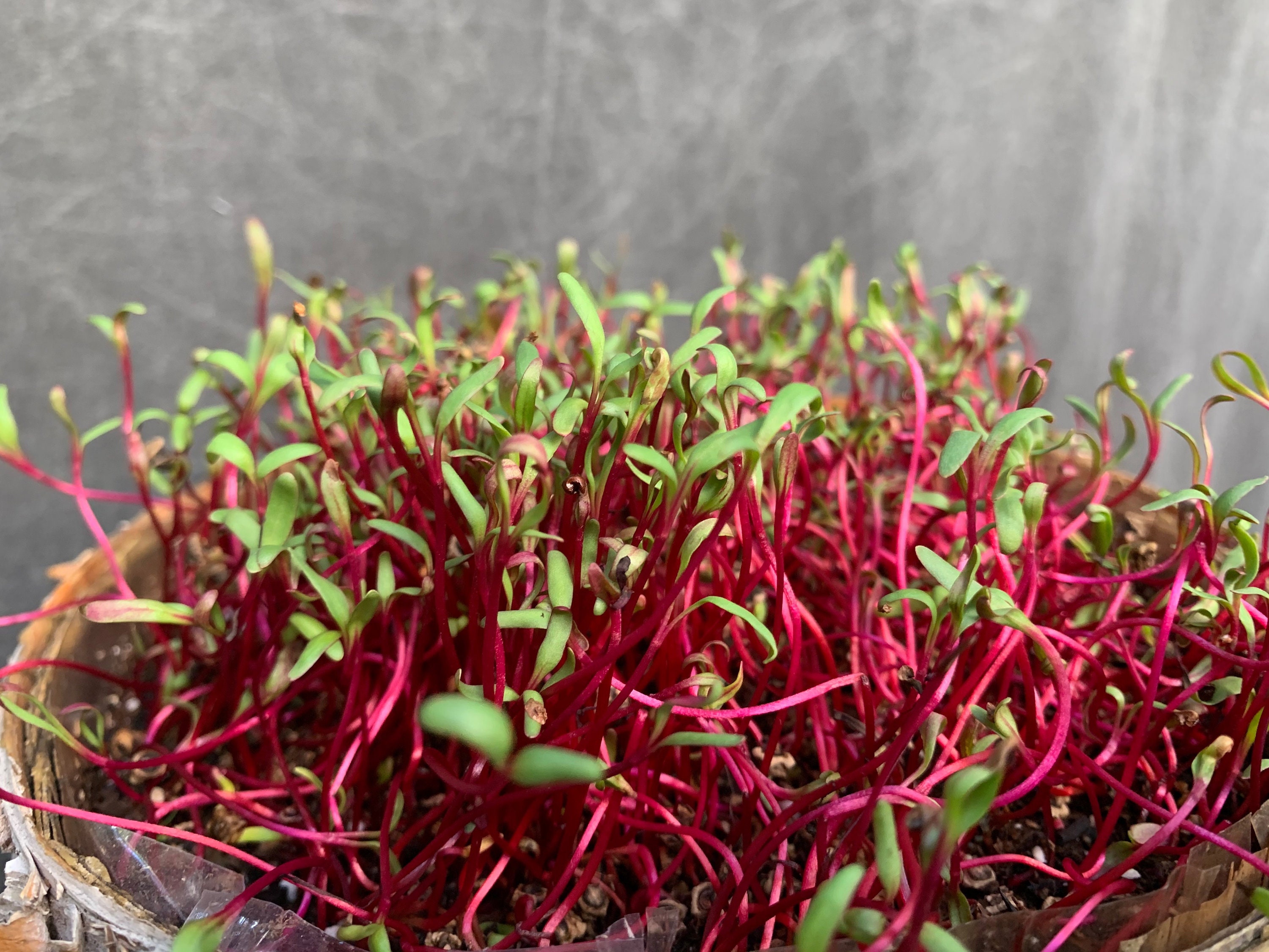 Beet Microgreens Detroit Dark Red Beets 2k Seeds // Soil Etsy