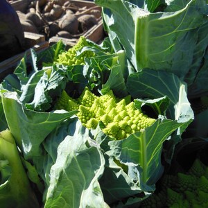 Organic Romanesco Broccoli Seeds, Green Roman Cauliflower, 150 Seeds // Organic, Heirloom, Non GMO, Brassica oleracea var Italian image 5