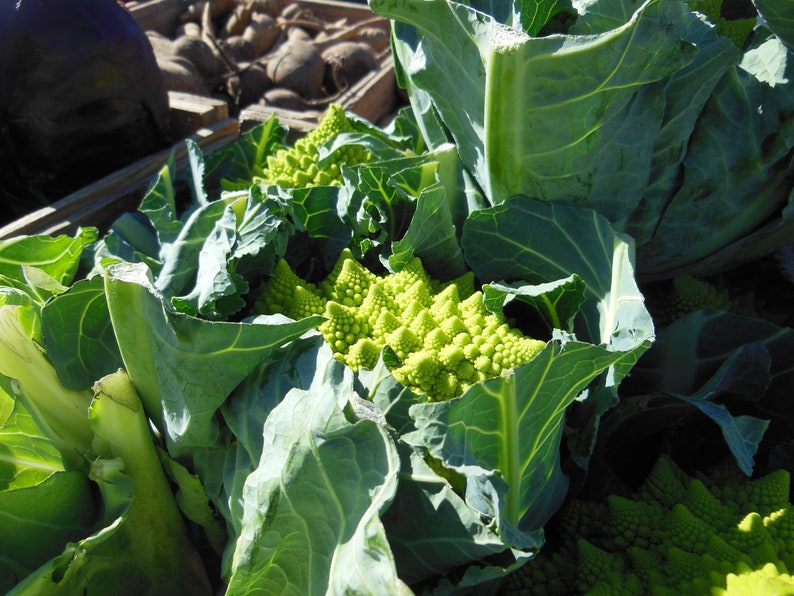 Organic Romanesco Broccoli Seeds, Green Roman Cauliflower, 150 Seeds // Organic, Heirloom, Non GMO, Brassica oleracea var Italian image 5