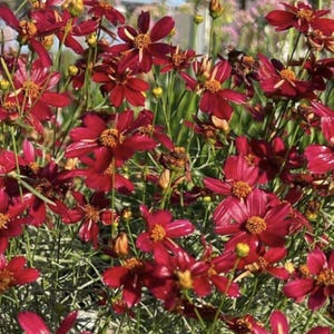 May include: A close-up of a cluster of vibrant red cosmos flowers in full bloom. The flowers have delicate petals and a central yellow eye. The background is a blur of green foliage.