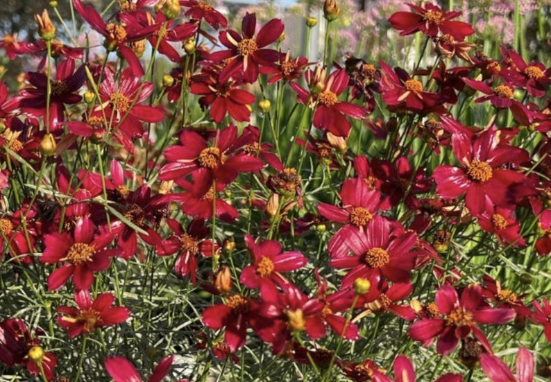 May include: A close-up of a cluster of vibrant red cosmos flowers in full bloom. The flowers have delicate petals and a central yellow eye. The background is a blur of green foliage.