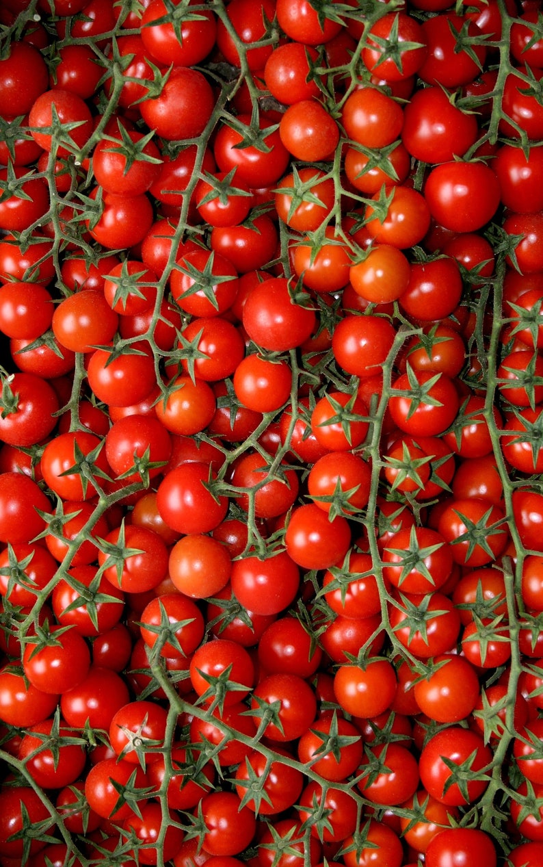 Non-GMO solanum lycopersicum Chadwick Cherry Tomato Seeds 30 Seeds Heirloom Indeterminate