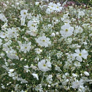 Covent Garden Baby's Breath, 500 Count, White Gypsophila elegans