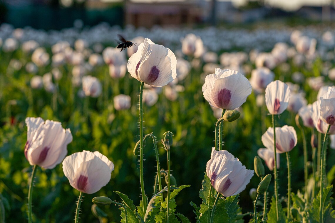 Organic White Elka Poppy Seeds White Breadseed Poppies Etsy Canada