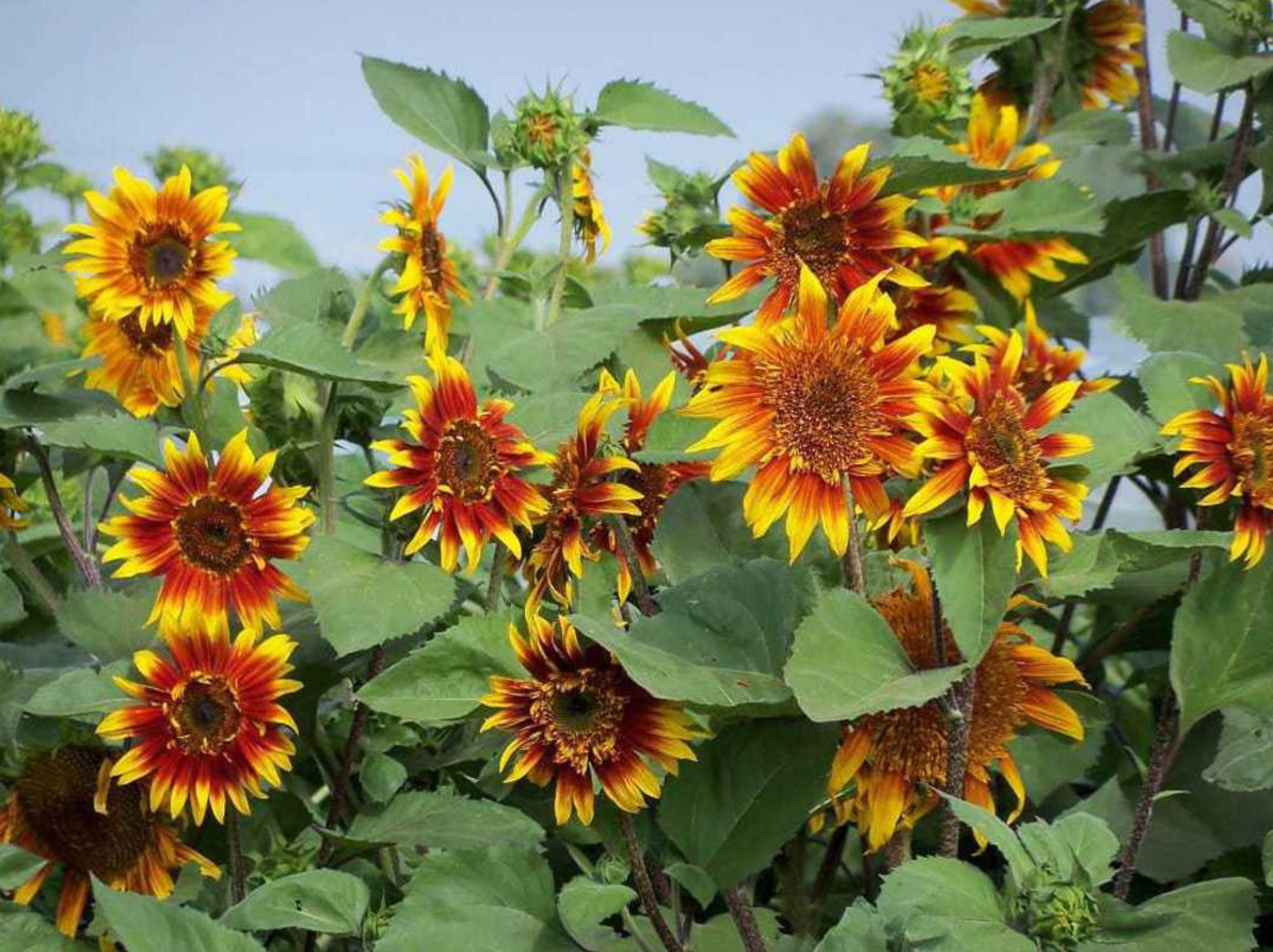 Joker Sunflower Seeds Red and Yellow Semidouble Flowers 25 Etsy