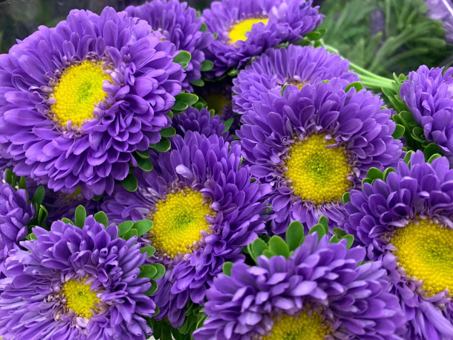 Powder Puff Aster Seeds Flower Seeds Mixed Colors 1000