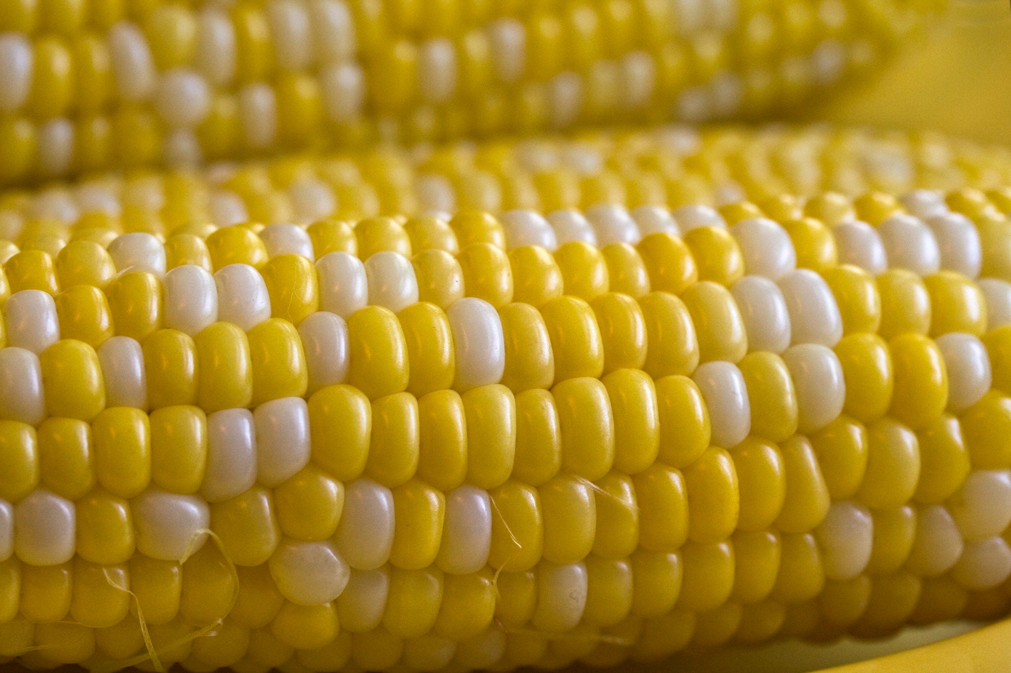 Peaches and Cream Corn Seeds 60 Seeds // Hybrid NonGMO zea Etsy