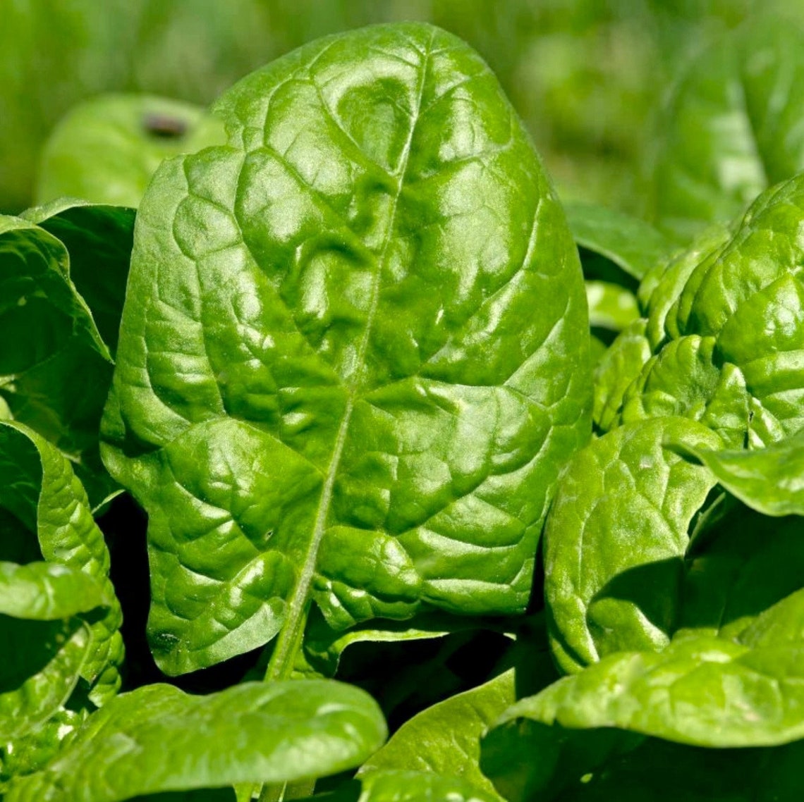 Giant Noble Spinach Seeds Large Smooth Leaf Spinach 250 Etsy