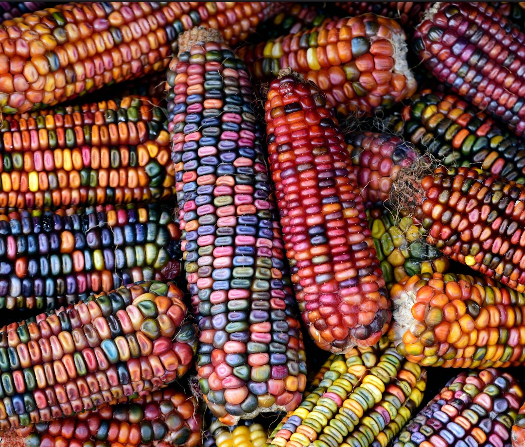 Ornamental Earth Tones Corn Seeds, Ornamental Dent Corn, Indian Corn ...