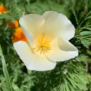 White Linen California Poppy Seeds, White Poppies, 1000+ Flower Seeds // Open Pollinated, Non-GMO, eschscholzia californica