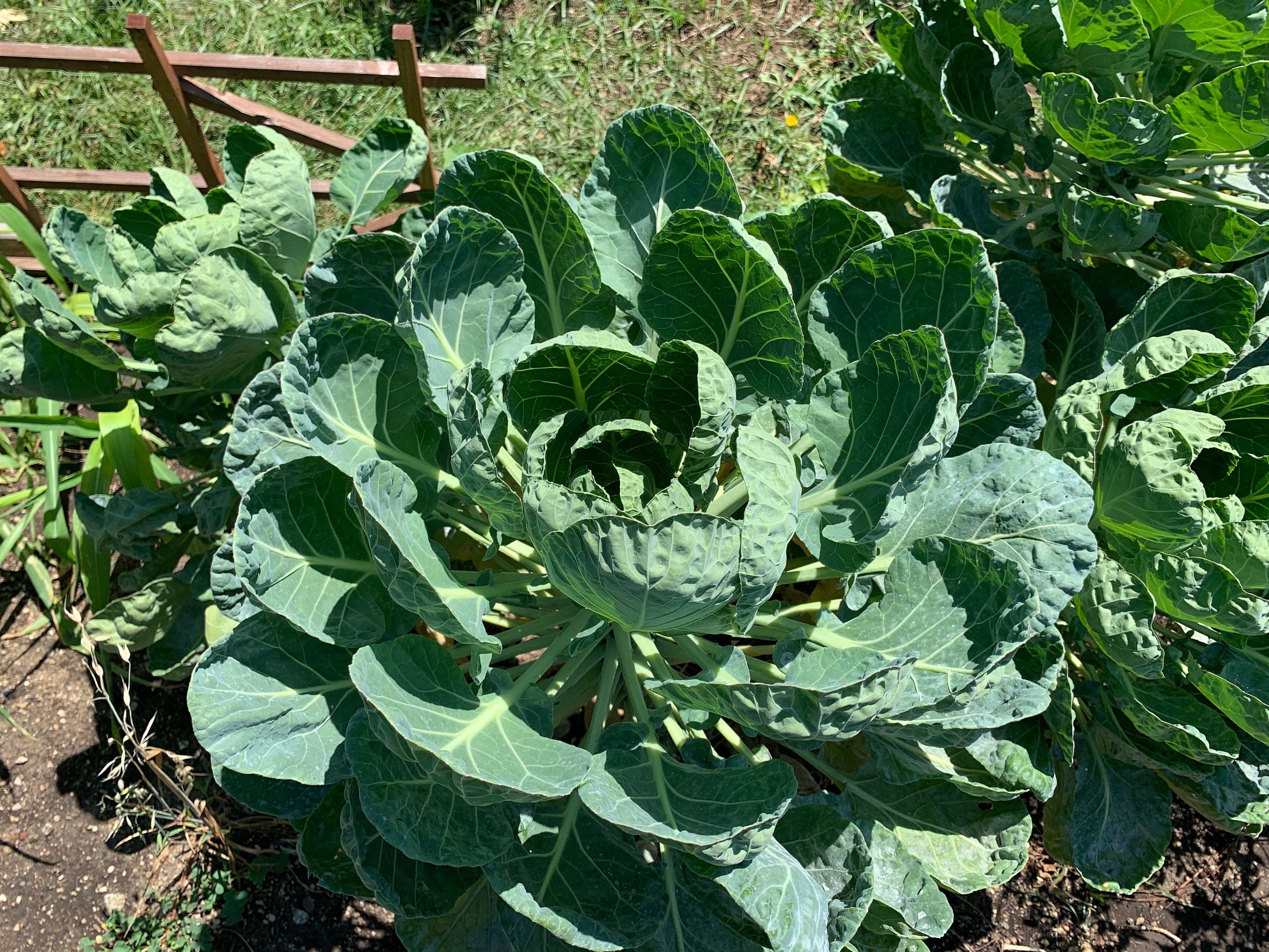 500 Long Island Improved Brussels Sprouts Seeds - Everwilde Farms Heirloom Mylar Packet (2024)