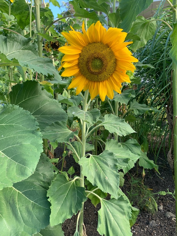 Dwarf Incredible Sunflower Seeds Yellow Dwarf Sunflowers 50