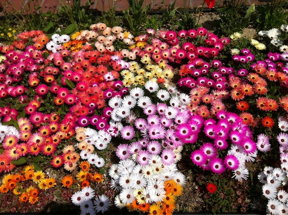 Iceplant Seeds Mixed Ice Plant Colors 3000 Seeds Open Etsy New Zealand