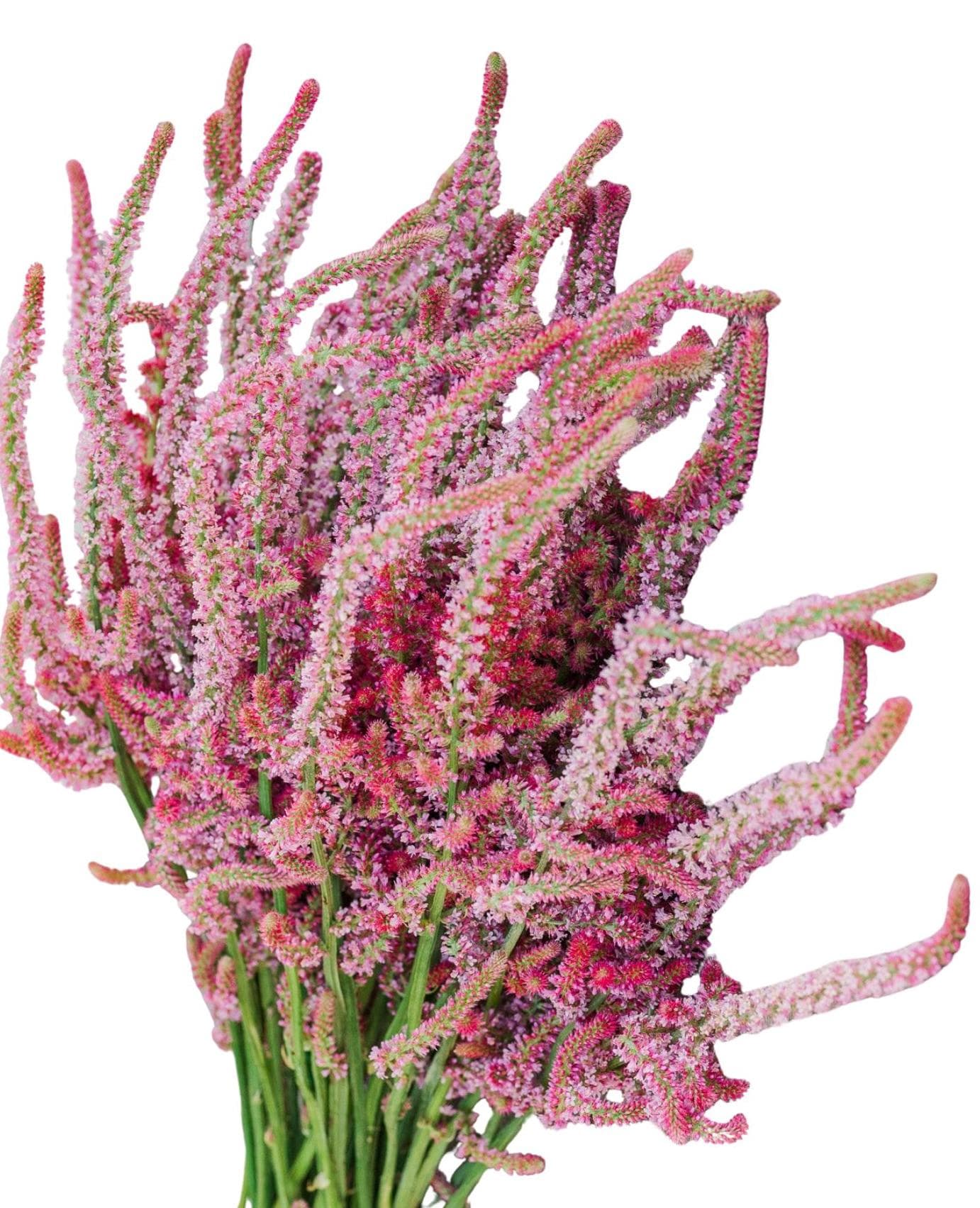 Pink Pokers Statice Seeds, 50 Count, Limonium Suworowii - Etsy