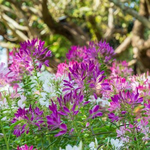 Cleome Seeds, Mixed Cleome Flowers, Spider Flower, Cleome Flowers, 250 Seeds // Non-GMO, cleome hassleriana