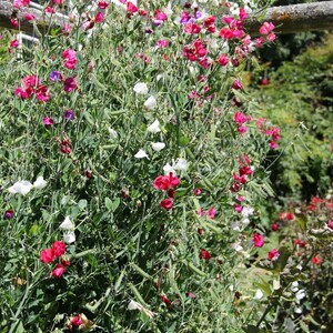May include: A lush green vine with pink, white, and purple sweet pea flowers growing up a trellis. The flowers are in full bloom and create a beautiful display of color.
