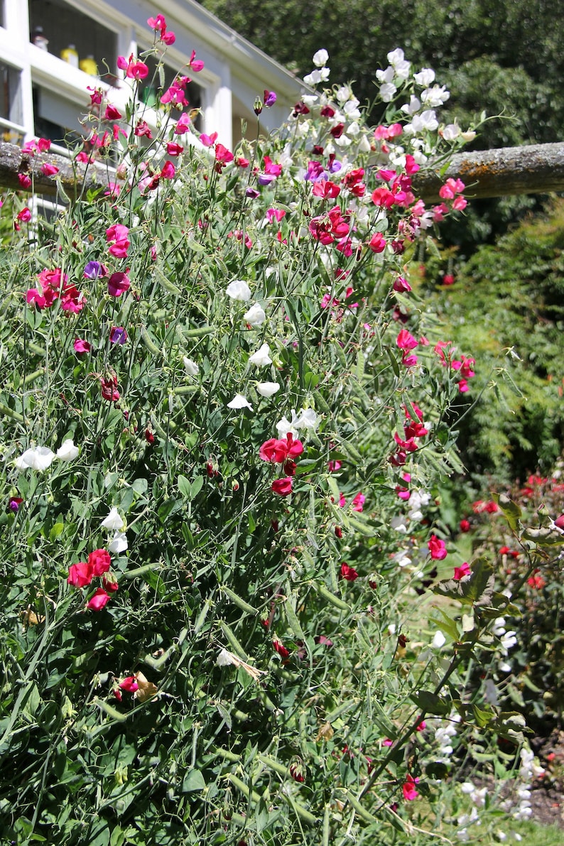 May include: A lush green vine with pink, white, and purple sweet pea flowers growing up a trellis. The flowers are in full bloom and create a beautiful display of color.