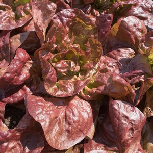 Merveille des Quatre Saisons Lettuce Seeds, Marvel of the Four Seasons, 4 Seasons Lettuce, 500 Seeds // Heirloom, Non GMO, lactuca sativa image 1