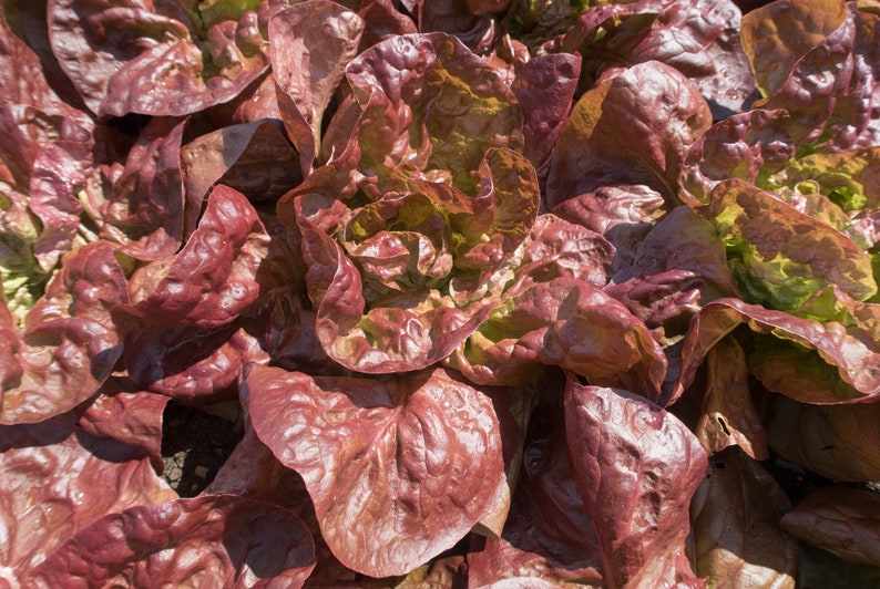 Merveille des Quatre Saisons Lettuce Seeds, Marvel of the Four Seasons, 4 Seasons Lettuce, 500 Seeds // Heirloom, Non GMO, lactuca sativa image 1