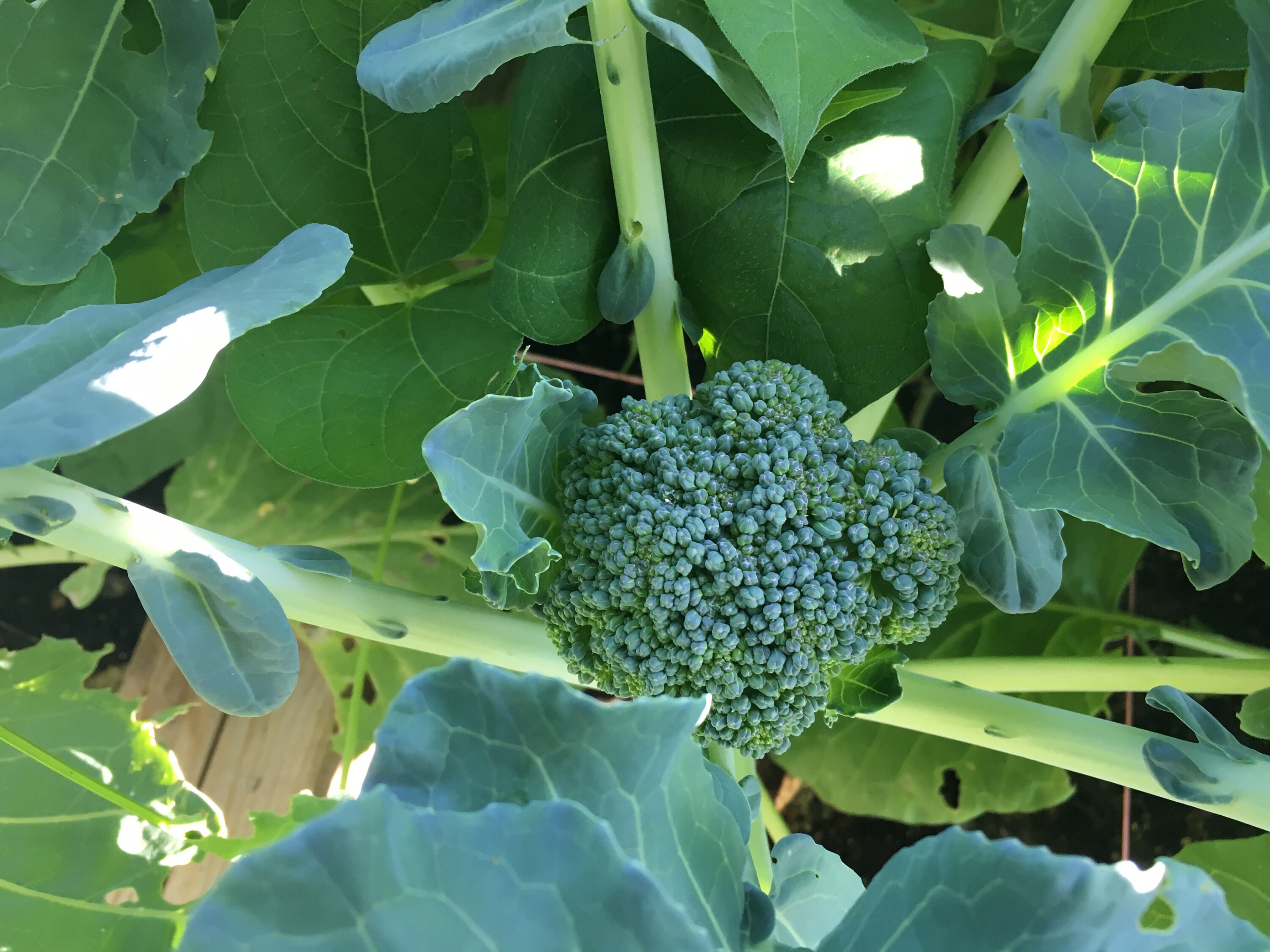 Organic Waltham Broccoli Seeds 300 Seeds Waltham 29 // Etsy