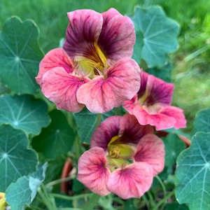 May include: Close-up of three pink and purple flowers with yellow centers. The flowers are in bloom and have a delicate, ruffled appearance. The flowers are surrounded by green leaves.
