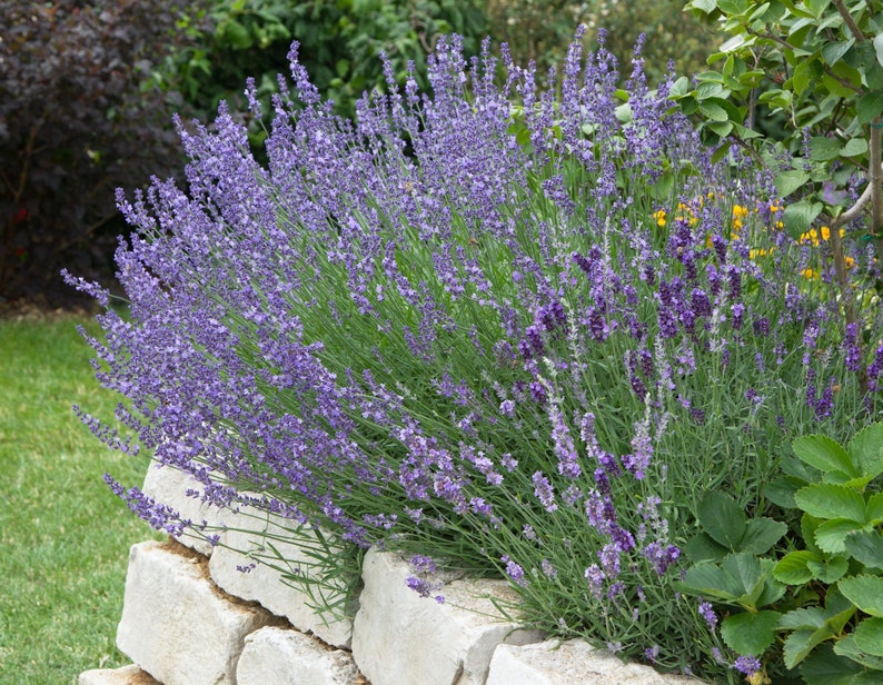 English Lavender Seeds 500 True Lavender Seeds // Nongmo Etsy