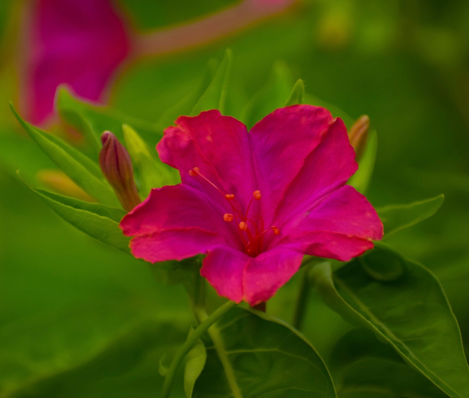 Rose Four O'clock Seeds Vibrant Pink 4 O'clock Etsy