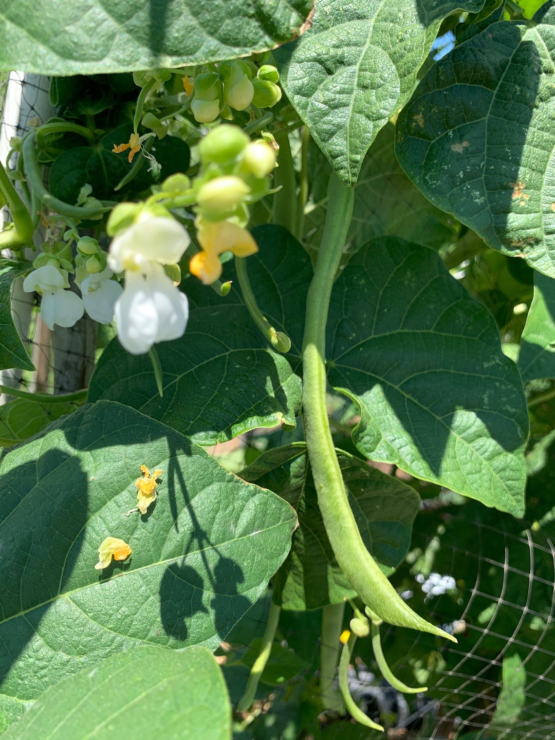 Kentucky Wonder Pole Bean Seeds Long Green Beans 50 Seeds // Etsy