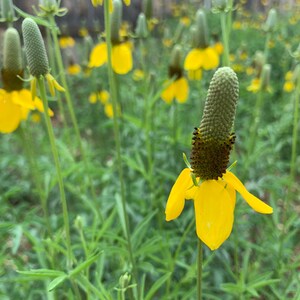 Yellow Prairie Coneflower Seeds, Thimbleflower, Mexican Hat Flower, 1100 Seeds // Non-GMO, ratibida columnifera