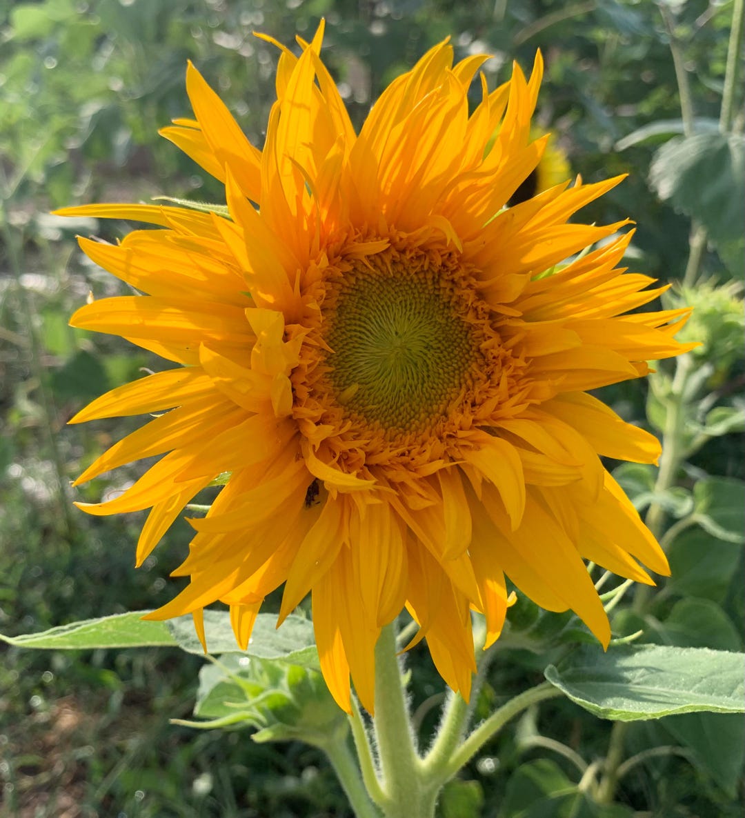 Just Crazy Sunflower Seeds, 25 Count, Dwarf Branching Variety - Etsy