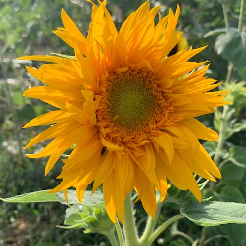 Just Crazy Sunflower Seeds, 25 Count, Dwarf Branching Variety - Etsy